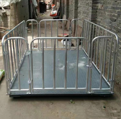 畜牧秤加圍欄安裝現場