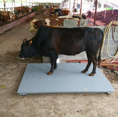 資（zī）陽牛奶（nǎi）場安裝現場